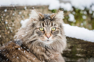 Norwegian Forest (4294696960051)