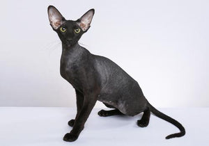 Peterbald (4294697025587)