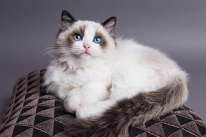 Ragdoll (4294697156659)