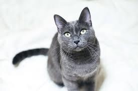 Russian Blue (4294697189427)