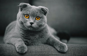 Scottish Fold (4294697386035)