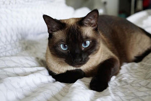 Siamese (4294697484339)